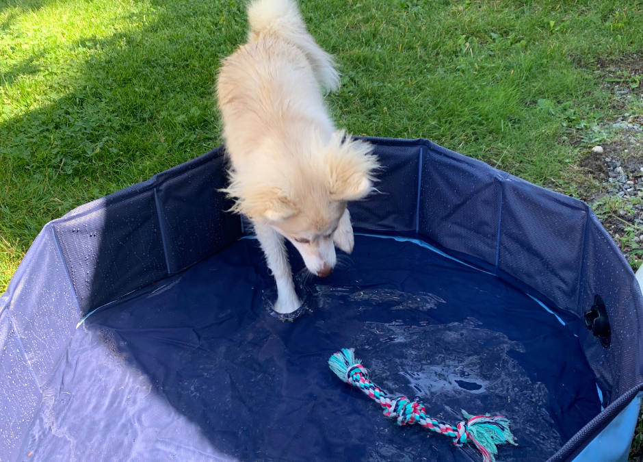 Help Your Pet Beat The Heat